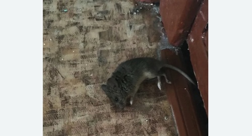 Дезинфекция от мышей в Кизеле